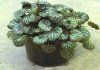 Saxifraga