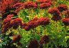 Sedum